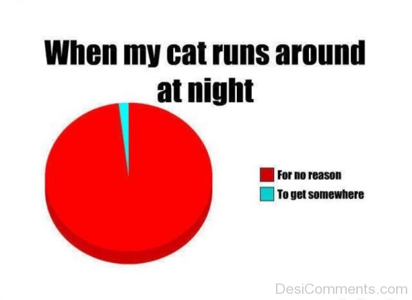 When My Cat Runs Around At Night