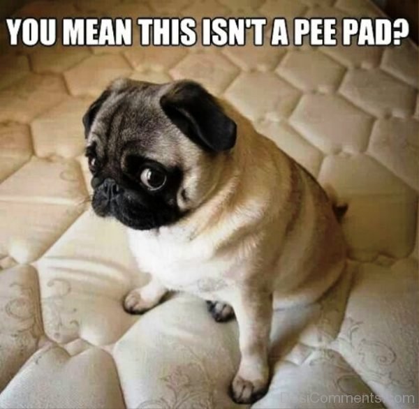 You Mean This Isnt A Pee Pad