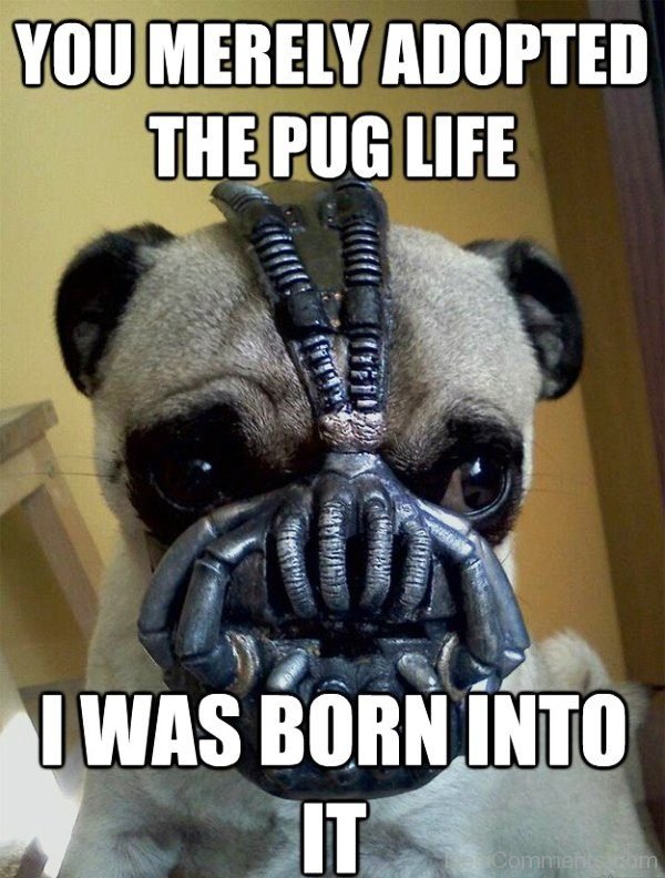 You Merely Adopted The Pug Life