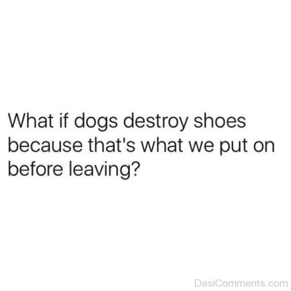 What If Dogs Destroy Shoes