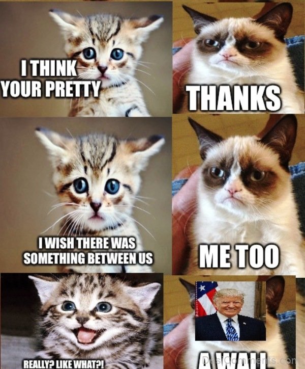 Grumpy Cat meme. Мем pretty. Grumpy Cat комиксы на русском языке. Grumpy Cat value.