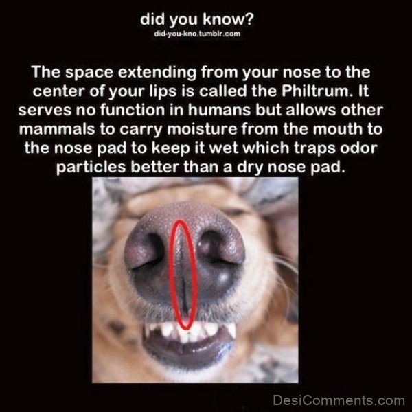 The Space Extending From Your Nose