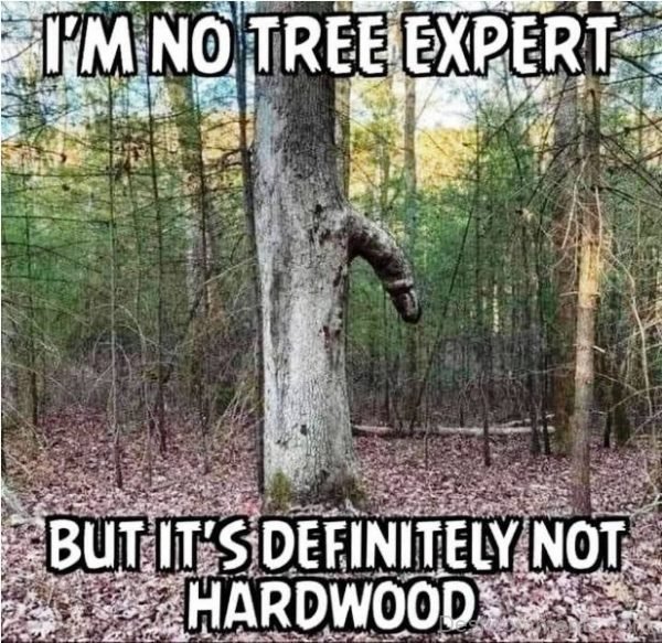 Im Not Tree Expert