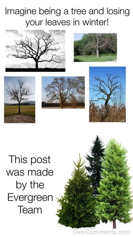 Imagine Being A Tree