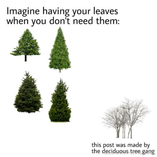 Imagine Having Your Leaves