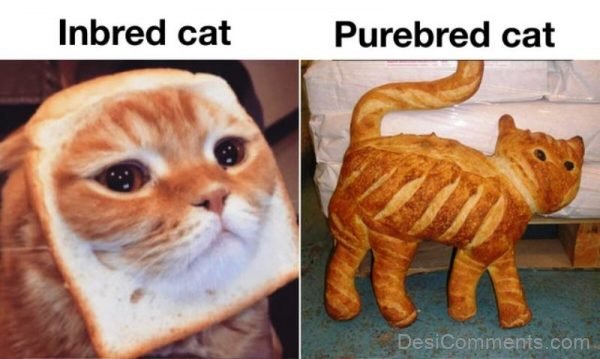 Inbread Cat Vs Purebred Cat