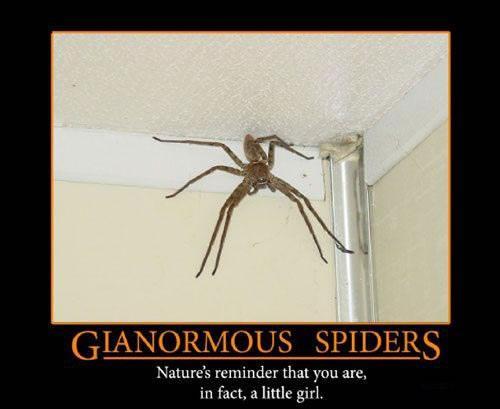 Gianormous Spiders