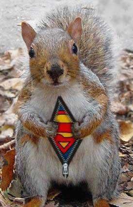 Super Squirrel