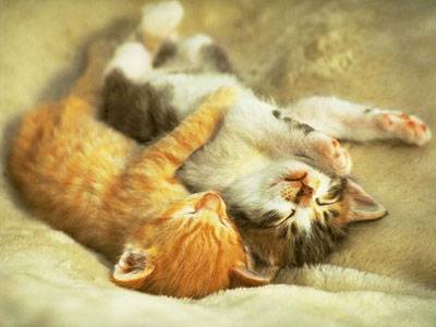 Cute Cats Sleeping