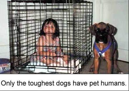 The Toughest Dogs Have Pet Humans.