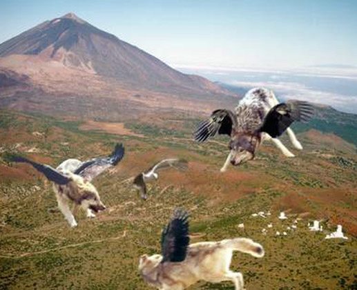 Flying Dogs