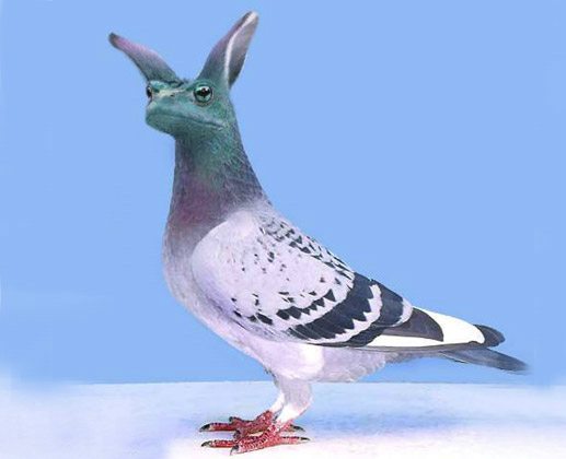 Funny Pigeon 