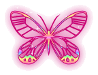 Pink Butterfly!
