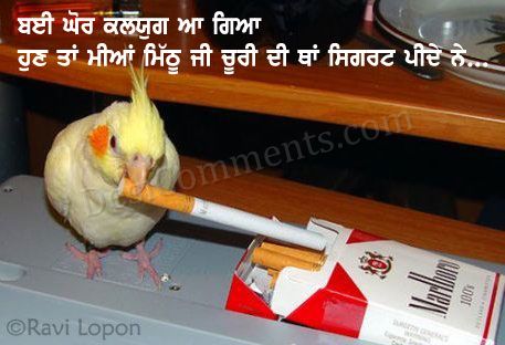 Parrot With Cigarette