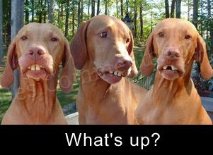 Whats Up Graphic – Dogs
