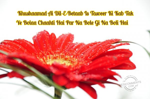 Khushaamad Ai Dil-E-Betaab