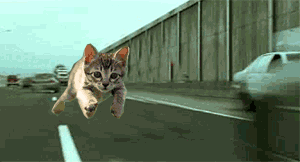 Matrix Cat