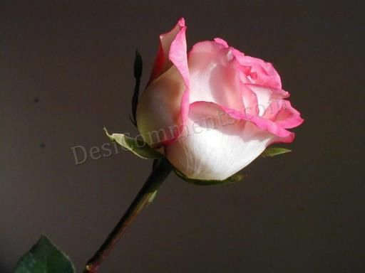 Rose For U Friend
