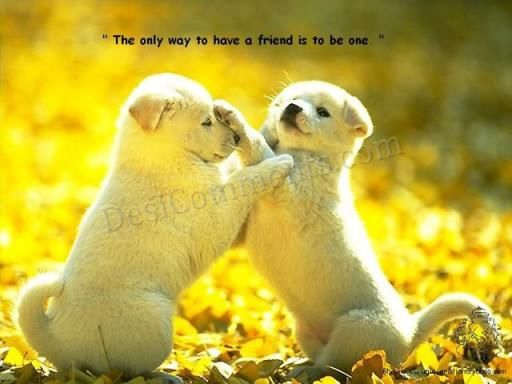 Be a friend to make a friend