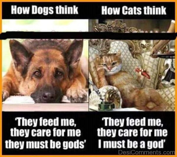 How Dogs Think And Cats Think