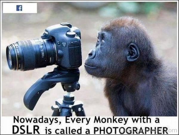 Nowadays, Every Monkey With A DSLR