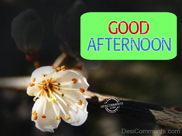 Good Afternoon - DesiComments.com