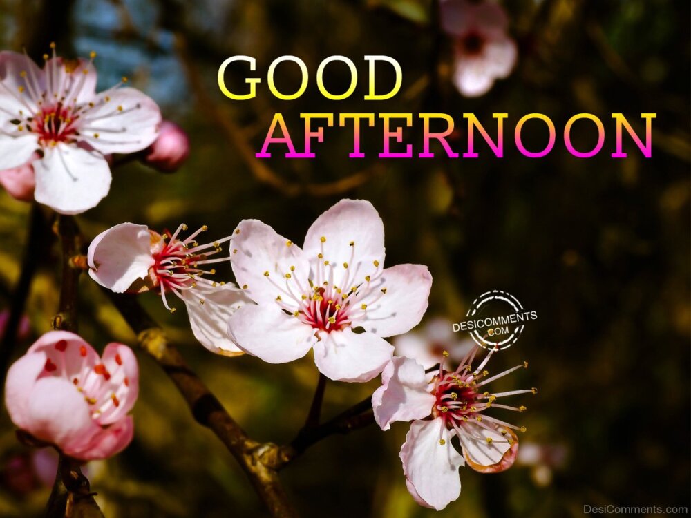 Good Afternoon - DesiComments.com