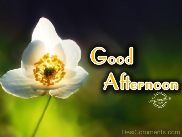 Good Afternoon 5