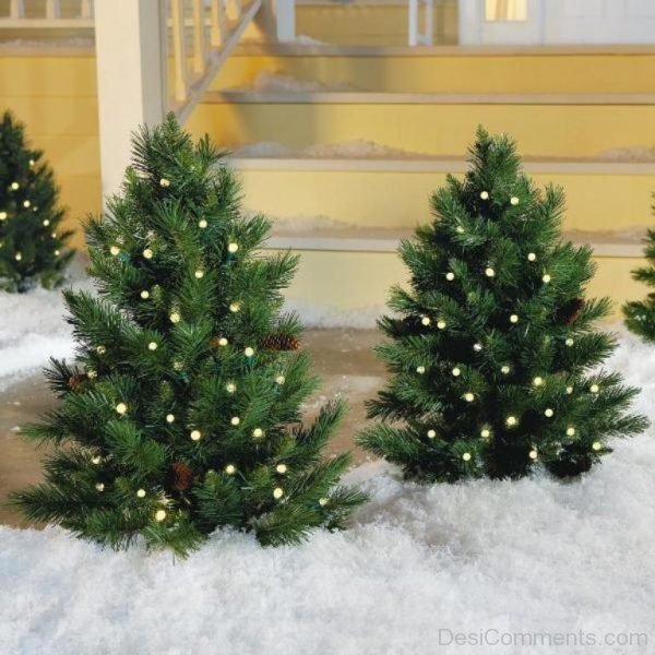 Adorable Christmas Tree Light Day Image