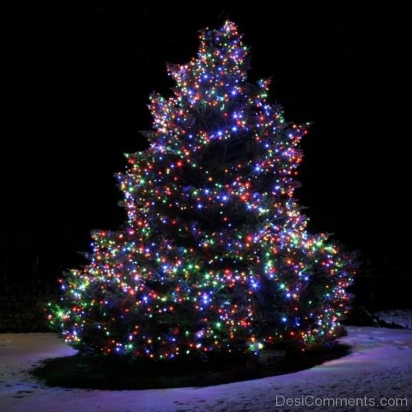 Adorable Pic Of Christmas Tree Light Day