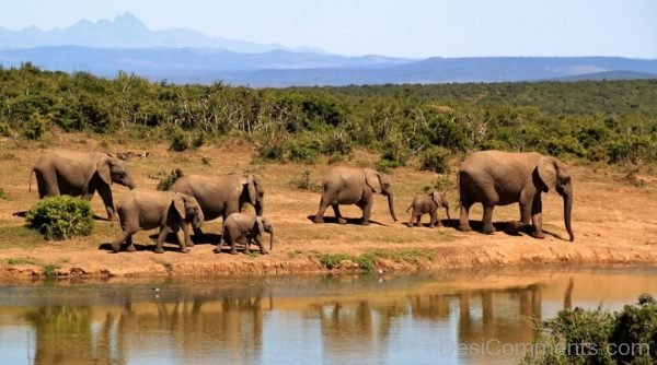 African Bush Elephant