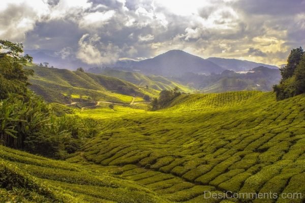 Agriculture Countryside Cropland Crops