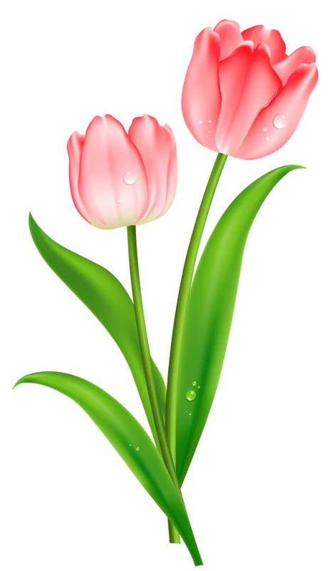 Amazing Pic Of Tulip Flower