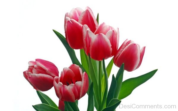 Amazing Picture Of Tulip Flowers