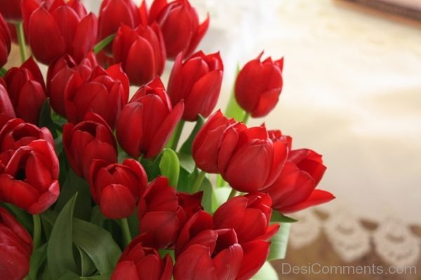 Amazing Red Tulip Flowers Pic