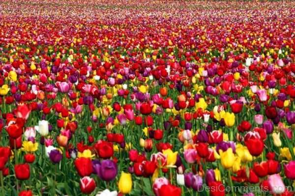 Amazing Tulip Flowers Pic