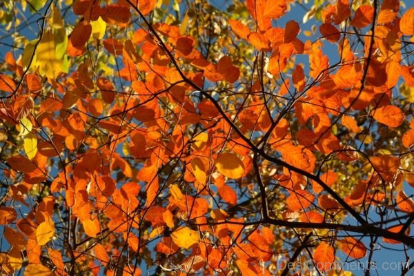 Amelanchier Orange