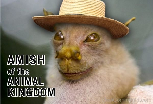 Amish Of The Animal Kingdom