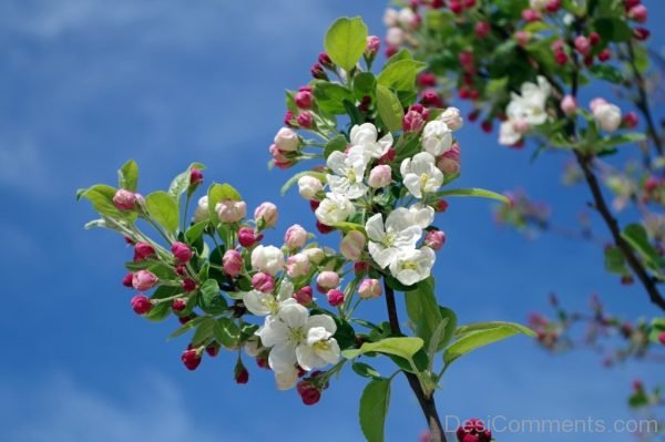 Apple Blossom Tree