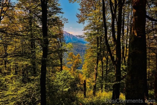 Autumn Fall Colorful Landscape Scenic