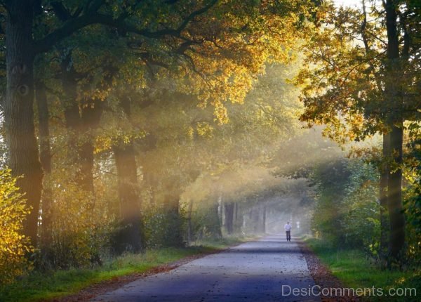 Autumn Fog Jog Oak Forest Path Haze Morning