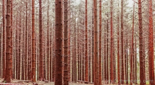 Autumn Forest Nature