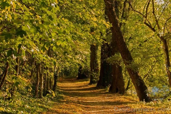 Autumn Forest Nature Tree Landscape