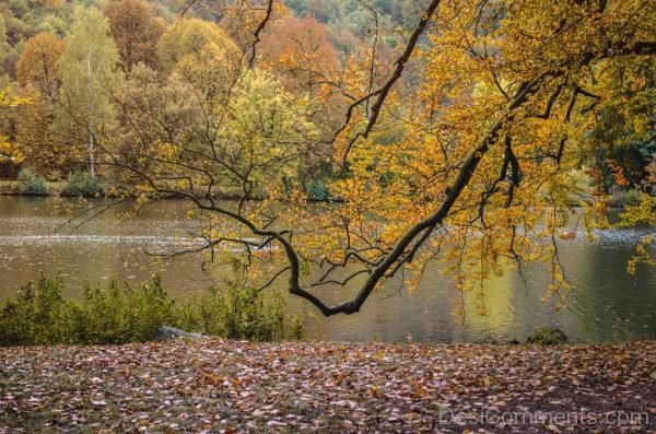 Autumn Tree