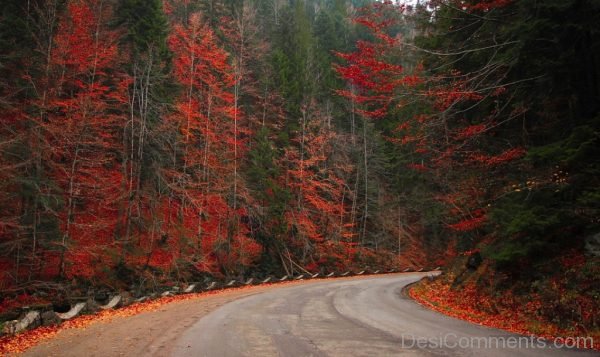 Autumn Woods Forest Road Nature Fall Landscape