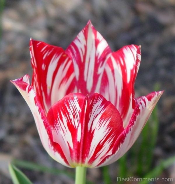 Awesome Pic Of Tulip Flower