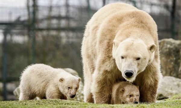 Baby Polar Bears Play At The Zoo