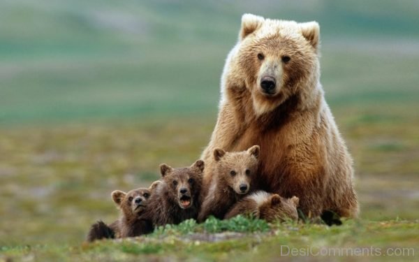 Bear And Cubs Image