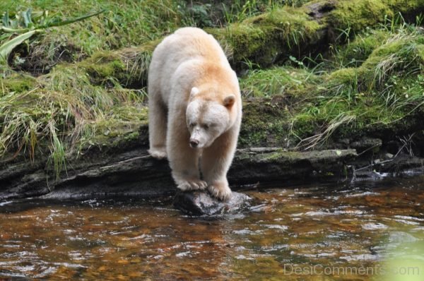 Bear Picture !