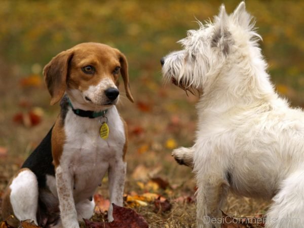 Beautiful Pets Dog